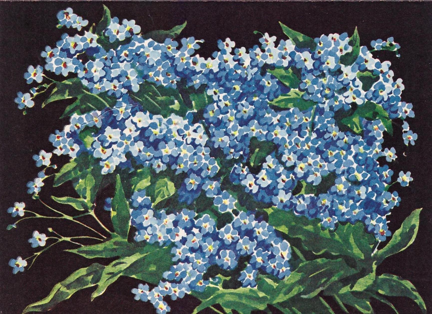 every-good-wish-on-white-inset-blue-forget-me-nots-on-black-background